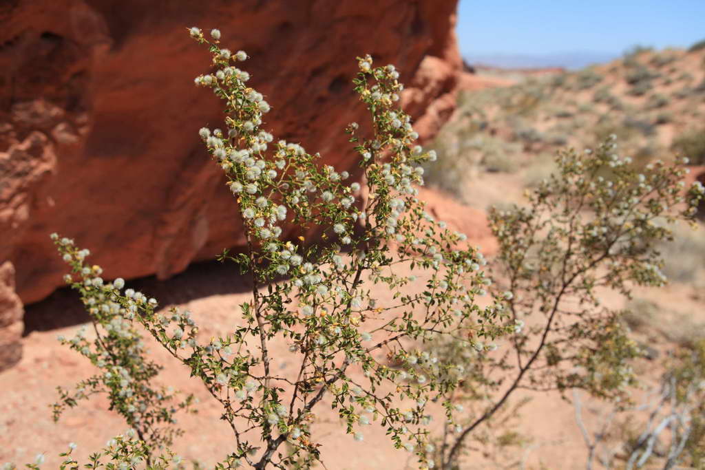 Valley of Fire